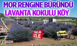 Lavanta Kokulu Köy Mor Rengine Büründü
