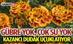 Gübre Yok, Çok Su Yok: Kazancı Dudak Uçuklatıyor