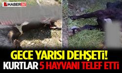 Gece Yarısı Dehşeti! Kurtlar 5 Hayvanı Telef Etti