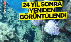 24 yıl sonra Antalya Körfezi’nde yeniden görüntülendi