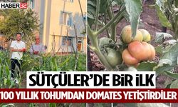 Sütçüler’de Bir İlk 100 Yıllık Tohumdan Domates Yetiştirdiler!