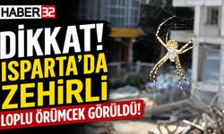 Isparta’da Zehirli Loplu Örümcek Görüldü!