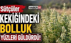 Sütçüler Kekiği'nde Bolluk Yüz Güldürdü!