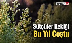 Sütçüler Kekiği Bu Yıl Coştu