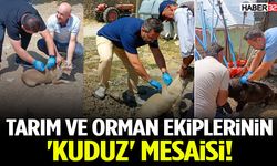 Tarım Ve Orman Ekiplerinin 'Kuduz' Mesaisi!