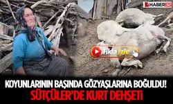 Koyunlarının Başında Gözyaşlarına Boğuldu! Sütçüler’de Kurt Dehşeti