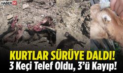 Isparta'da Kurt Dehşeti! 3 Keçi Öldü, 3 Keçi Kayıp