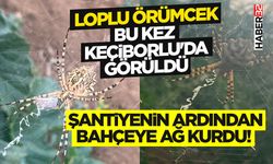 Loplu Örümcek Bu Kez Keçiborlu'da Görüldü