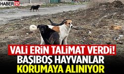 Vali Erin Talimat Verdi! Başıboş Hayvanlar Korumaya Alınıyor