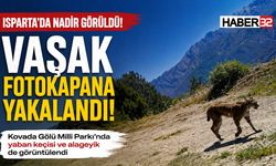 Isparta'da Nadir Görülen Vaşak Kamerada!