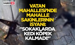 "Sokaklarda Kedi Köpek Kalmadı!"