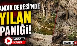 Andık Deresi’nde Yılan Paniği!