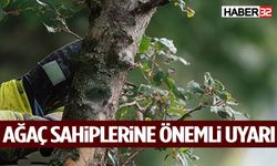 Ağaç Sahiplerine Önemli Uyarı: Süre Verildi