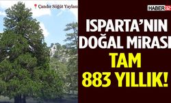 Isparta’nın Doğal Mirası Tam 883 Yıllık!