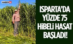 Isparta’da Yüzde 75 Hibeli Hasat Başladı!