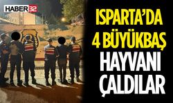 Isparta’da 4 Büyükbaş Hayvanı Çaldılar