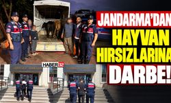 Jandarma'dan Hayvan Hırsızlarına Darbe!