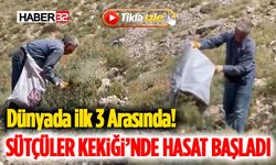 Dünyada İlk 3 Arasında! Sütçüler Kekiği’nde Hasat Başladı