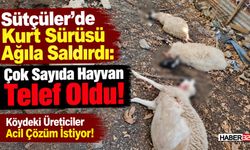 Kurt Sürüsü Ağıla Saldırdı: Üreticiler Acil Çözüm Bekliyor!