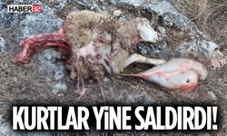 Yine Kurt Saldırısı! 11 Koyun Telef Oldu