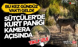 Bu Kez Gündüz Vakti Geldi! Sütçüler'de Kurt Paniği Kamera Açısında