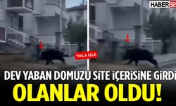 Isparta’da Dev Bir Yaban Domuzu Site İçerisine Girdi