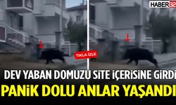 Isparta’da Yaban Domuzu Paniği!