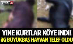 Yine Kurtlar Köye İndi! İki Büyükbaş Hayvan Telef Oldu