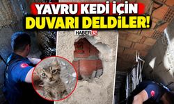 Yavru Kedi İçin Duvarı Deldiler!