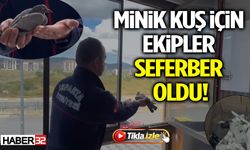 Minik Kuş İçin Ekipler Seferber Oldu!