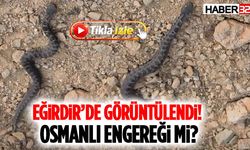 Eğirdir’de Görüntülendi! Osmanlı Engereği Mi?