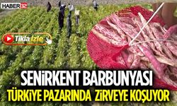 Senirkent Barbunyası Türkiye Pazarında Zirveye Koşuyor