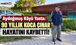Aydoğmuş Köyü Yasta: 90 Yıllık Koca Çınar Hayatını Kaybetti!