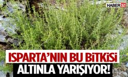Sütçüler’in Endemik Kekiği Altın Değerinde