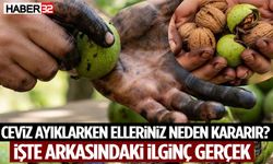 Ceviz Ayıklarken Elleriniz Neden Kararır? İşte Arkasındaki İlginç Gerçek