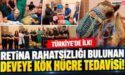 Retina Rahatsızı Deveye Kök Hücre Tedavisi!