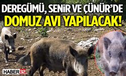 Deregümü, Senir ve Çünür’de Domuz Avı Yapılacak!