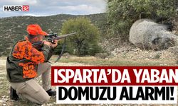 Isparta’da Yaban Domuzu Alarmı! 47’si Vuruldu