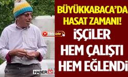 Büyükkabaca’da Hasat Zamanı! İşçiler Hem Çalıştı Hem Eğlendi