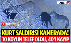Isparta’da Kurt Dehşeti! 10 Koyun Telef Oldu, 40’ı Kayıp
