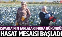 Isparta’nın Tarlaları Mora Büründü! Hasat Mesaisi Başladı