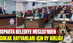 Belediye Meclisi'nde Sokak Hayvanları İçin Oy Birliği!