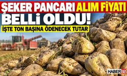 Şeker Pancarı Alım Fiyatı Belli Oldu: İşte, Detaylar...