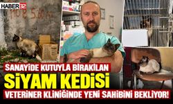 O Kedi Veteriner Kliniğinde Yeni Ailesini Bekliyor!