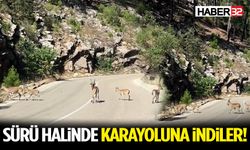 Aç Kalan Dağ Keçileri Karayoluna İndi