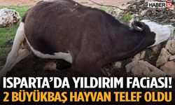 Isparta’da Yıldırım Faciası! 2 Büyükbaş Hayvan Telef Oldu