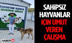Sahipsiz Hayvanlar İçin Umut Veren Çalışma