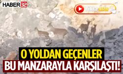 Sütçüler’de Dağ Keçileri Yol Kenarında Görüldü