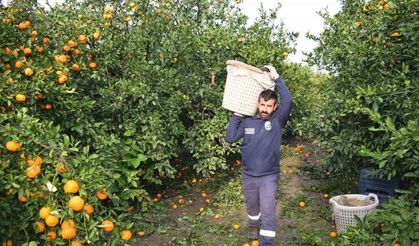 Kilogram fiyatı 2 TL’ye düşünce dalda çürümeye bırakılmıştı, 320 ton ürün vatandaşlara ücretsiz dağıtıldı