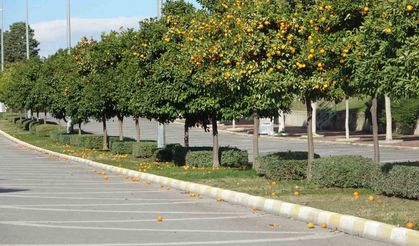 Manavgat'ta fırtına ve yağmur turunçları yollara döktü